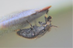 Stictomyia longicornis