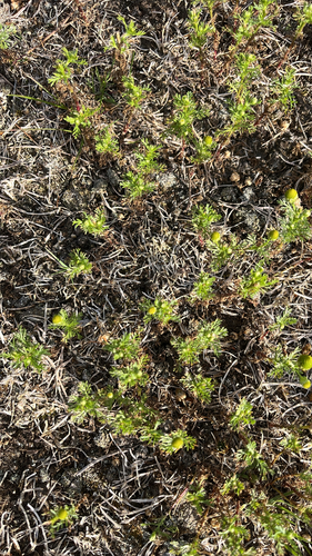 pineapple-weed