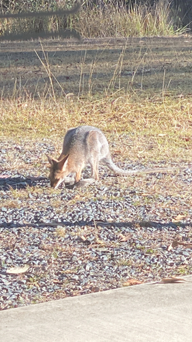 Red-necked Wallaby