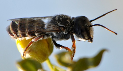 Megachile prosopidis