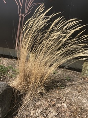 Calamagrostis × acutiflora