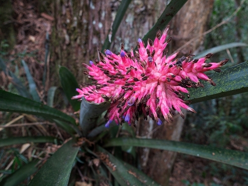 Brazilian vaseplant