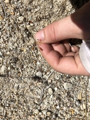 Nemacladus secundiflorus robbinsii