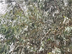 Eucalyptus