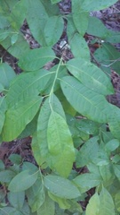 Oxydendrum