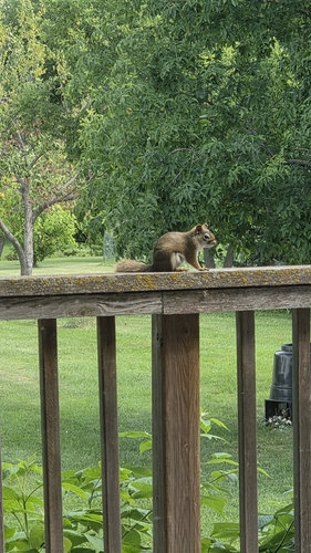 American Red Squirrel