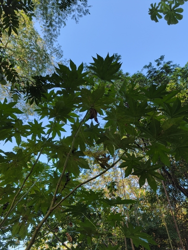 castor bean