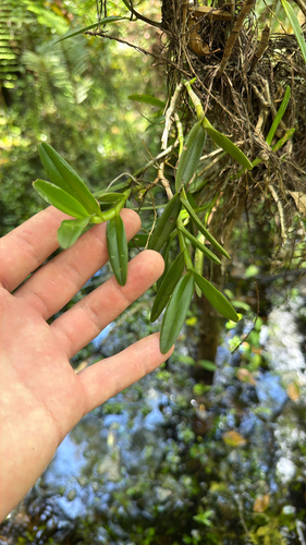 Epidendrum rigidum