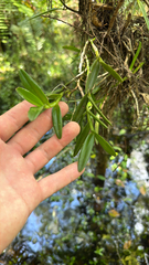 Epidendrum rigidum, photograph (c) harrii, some rights reserved (CC BY)