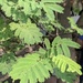 Acacia oliveri