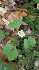 Jeffersonia diphylla