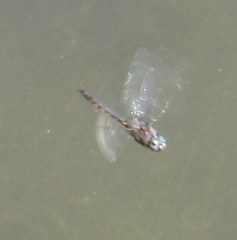 Epitheca petechialis