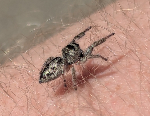 Bronze Jumping Spider