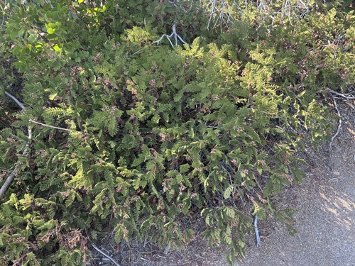 Chamaebatia foliolosa, photograph 6