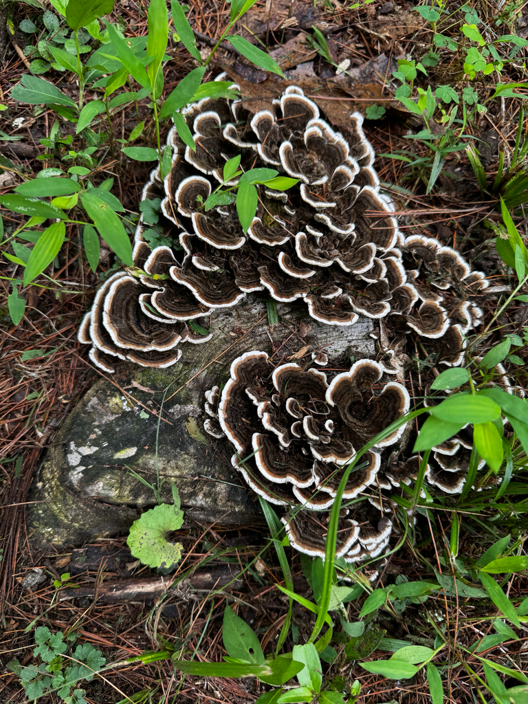 turkey-tail · August 2026 · photo: Photo: (c) The Earthmonk Journal, some rights reserved (CC BY) · iNaturalist