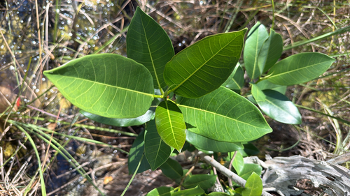 Ficus aurea, photograph 3