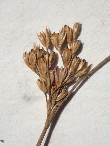 Image of Juncus vaseyi by no rights reserved