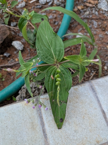 Spigelia anthelmia, photograph 2