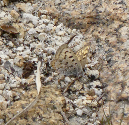 iNaturalist observation photo of Edith's Copper