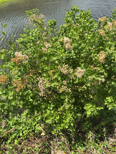 Pluchea indica observed 2026-08-11