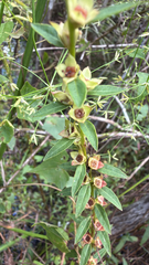 Ludwigia alata, photograph (c) harrii, some rights reserved (CC BY)