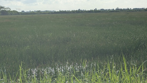 Eleocharis mutata observed 2026-08-05