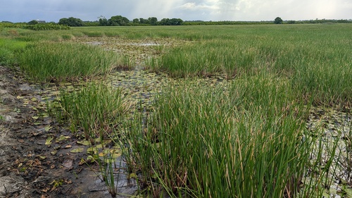 Eleocharis mutata observed 2026-08-05