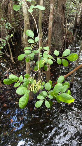 Fraxinus caroliniana