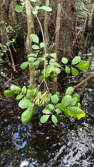 Fraxinus caroliniana