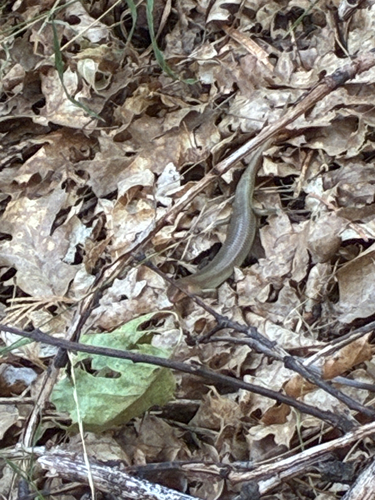 iNaturalist observation photo of Gilbert's Skink