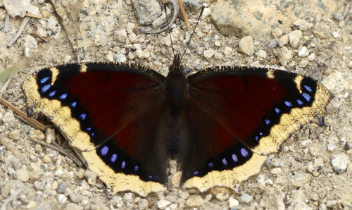 iNaturalist observation photo of Mourning Cloak