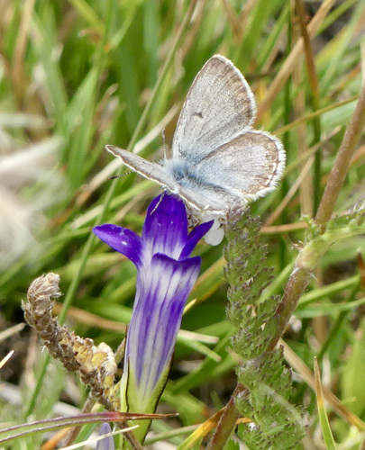 iNaturalist observation photo of Sierra Blue