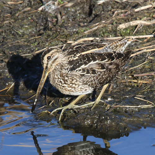 iNaturalist image