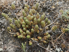 Petrosedum subulatum