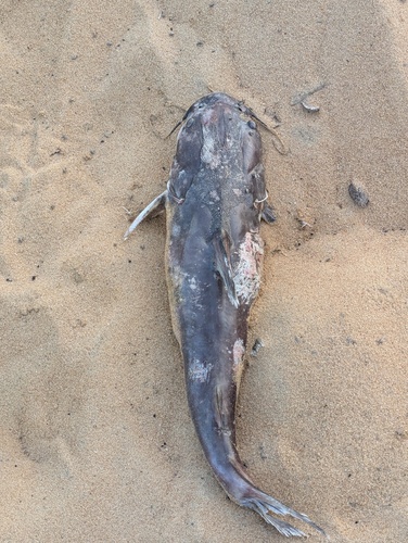 Pemecou sea catfish (Sciades passany) — Ariidae — 2
