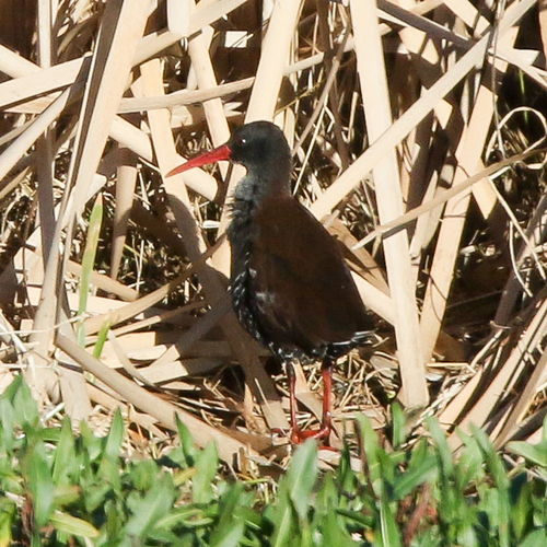 iNaturalist image