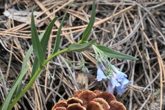Mertensia lanceolata