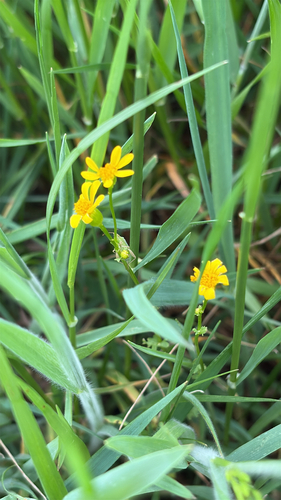 Great Plains Ragwort