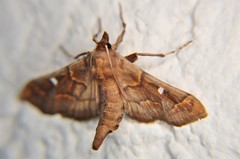 Polygrammodes cyamon