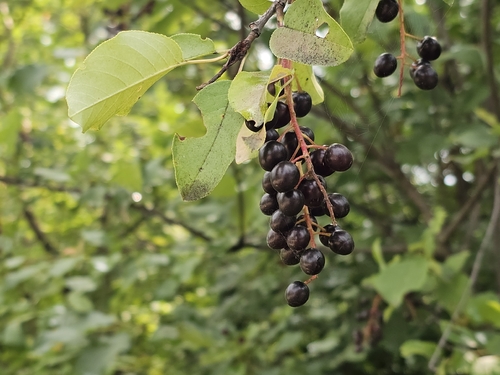 chokecherry