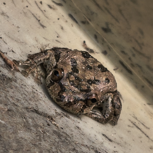Cabra Treefrog, Scinax caprarius