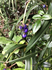Dianella ensifolia