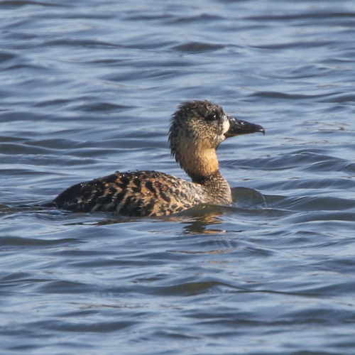 iNaturalist image