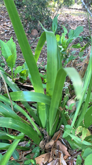 Iris foetidissima