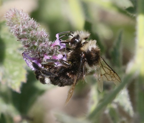 iNaturalist observation photo of Yellow-faced Bumble Bee