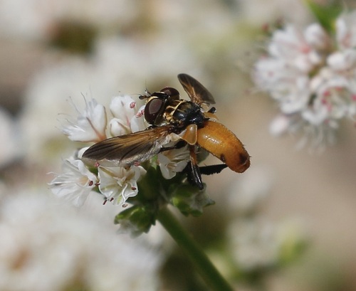 iNaturalist observation photo of Swift Feather-legged Fly