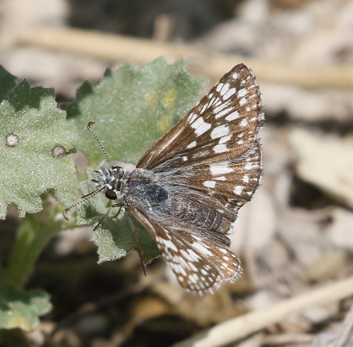 iNaturalist observation photo of White Checkered-Skipper