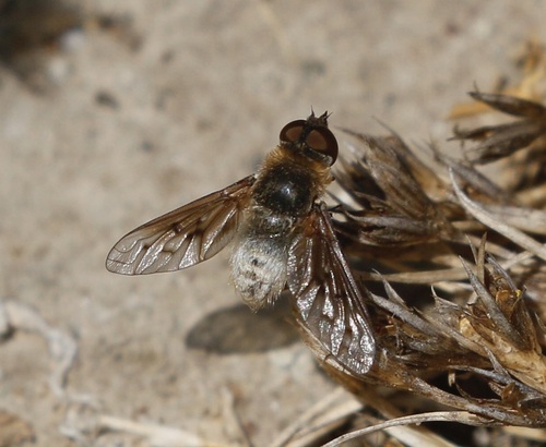 iNaturalist observation photo of Anthracinae