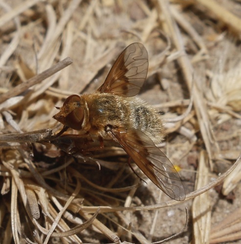 iNaturalist observation photo of banded bee flies