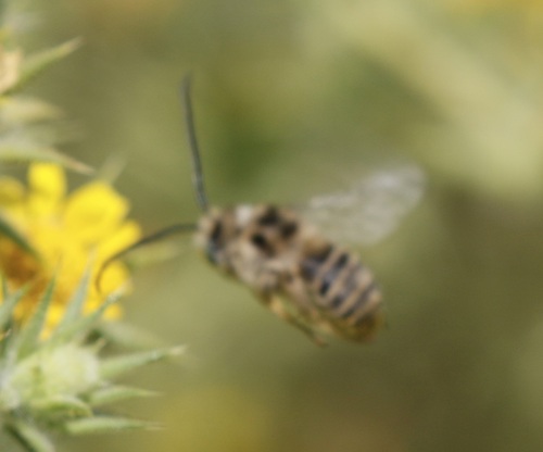 iNaturalist observation photo of Pomona Longhorn
